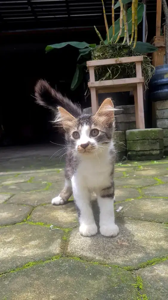 Anakan Kitten Anggora Mixdom Bulu Kapas