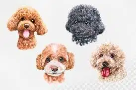 cari art dog sitter / merawat anjing