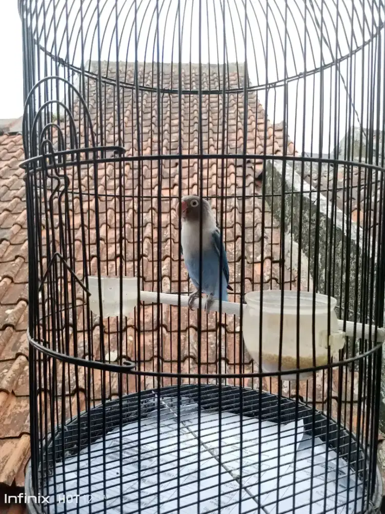 Lovebird biru dewasa
