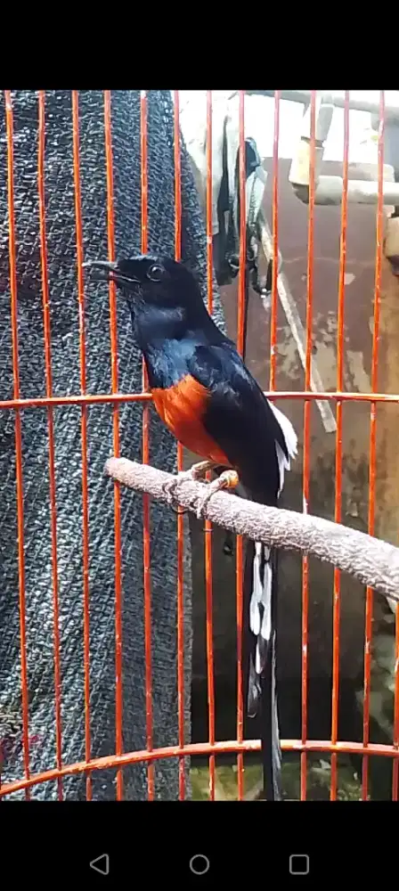 Muray balak 8 fighter siap Gass