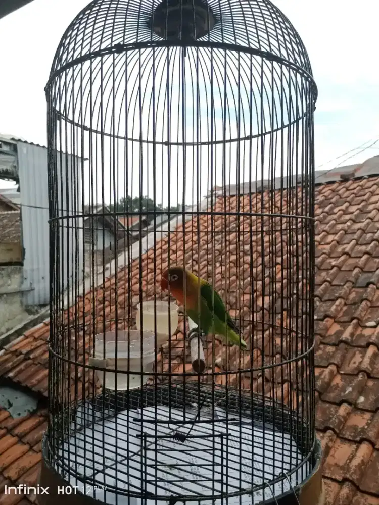 burung Lovebird hijau
