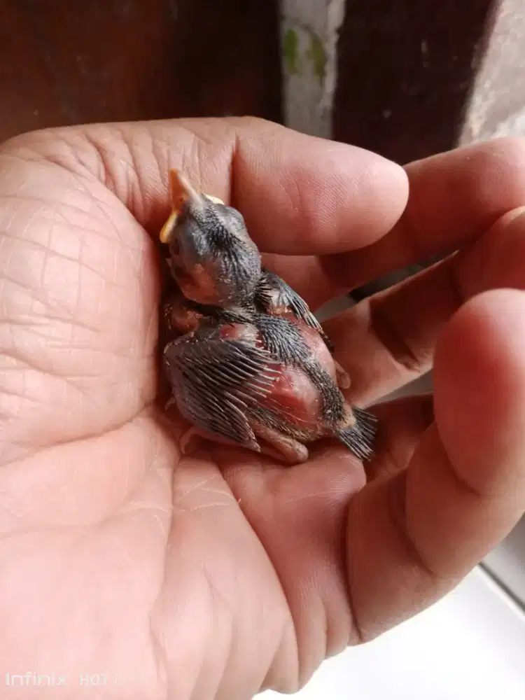 burung gereja lolohan