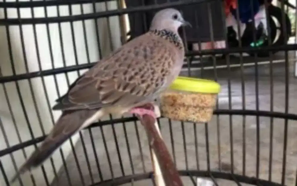 Jual Bth Jual Murh 1 Set 2 Burung Tekukur&1 Kndangnya Kndisi Msh BGS