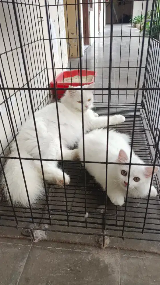 Indukan Persia dan Kitten