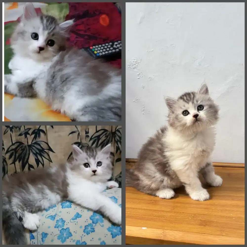 Kucing Kitten persia betina
