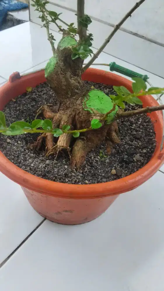Bonsai sancang siap rawat