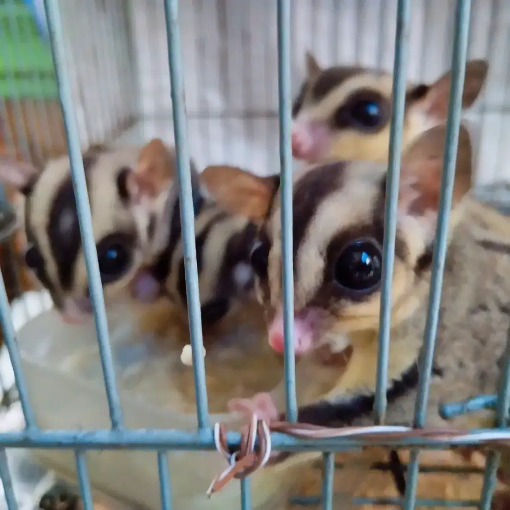 sugarglider jantan betina
