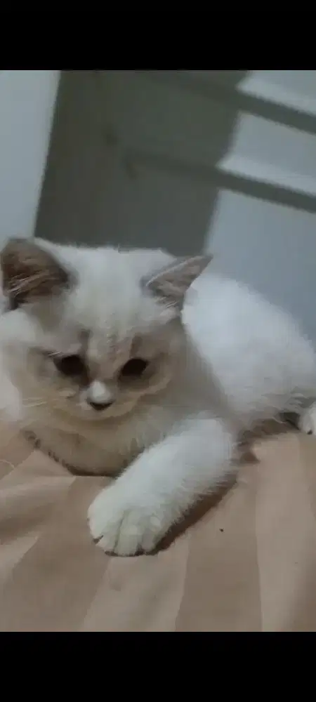 BSH  original betina