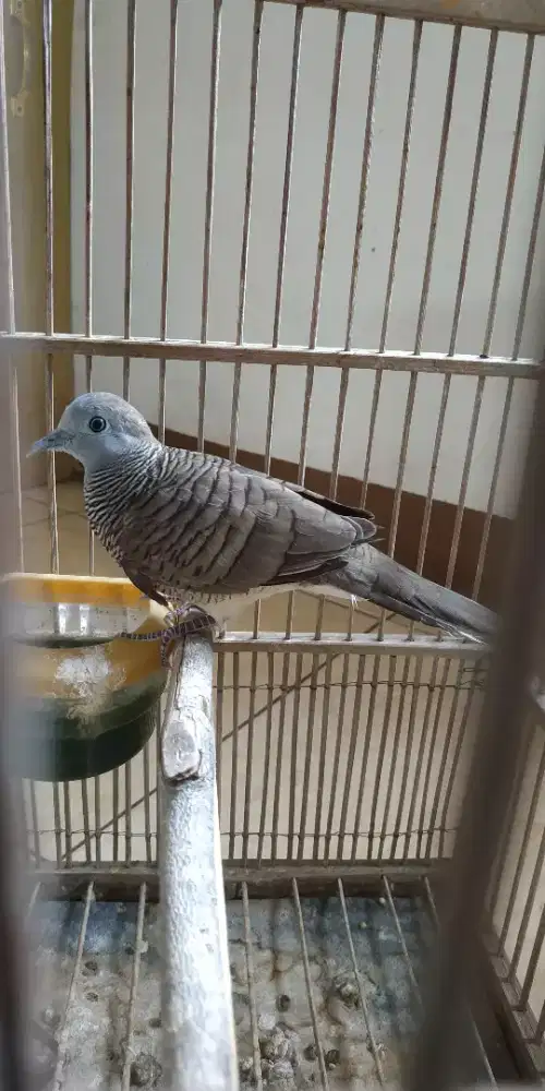 Burung perkutut lokal