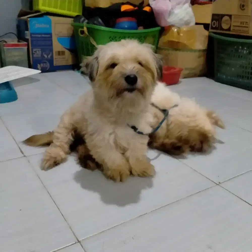 Anjing Shitzu dan Malteze lucu penurut dan lincah