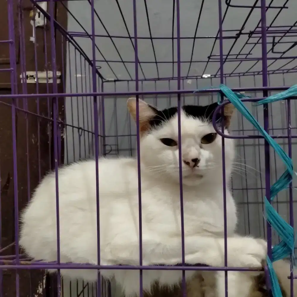 Kucing Betina lucu penurut