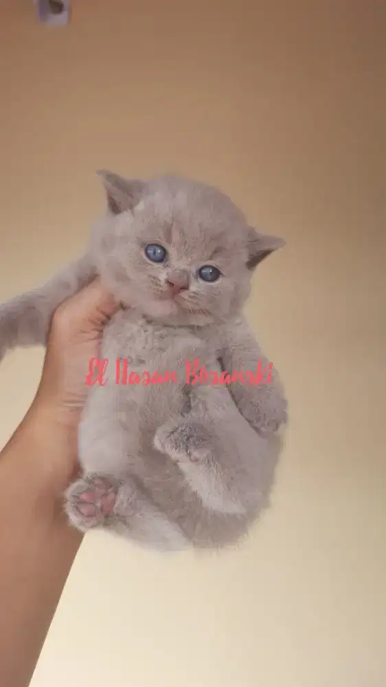 British Short Hair (BSH) Kitten Pure Line Impor