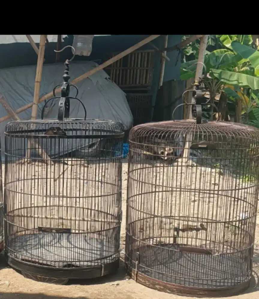 Sangkar murai batu no.1