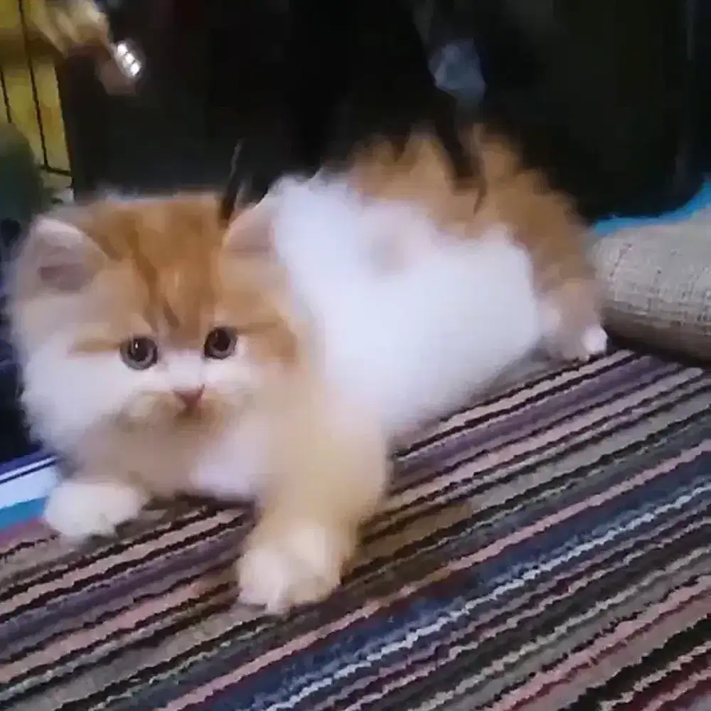 Kucing Persia Flatnose Jantan