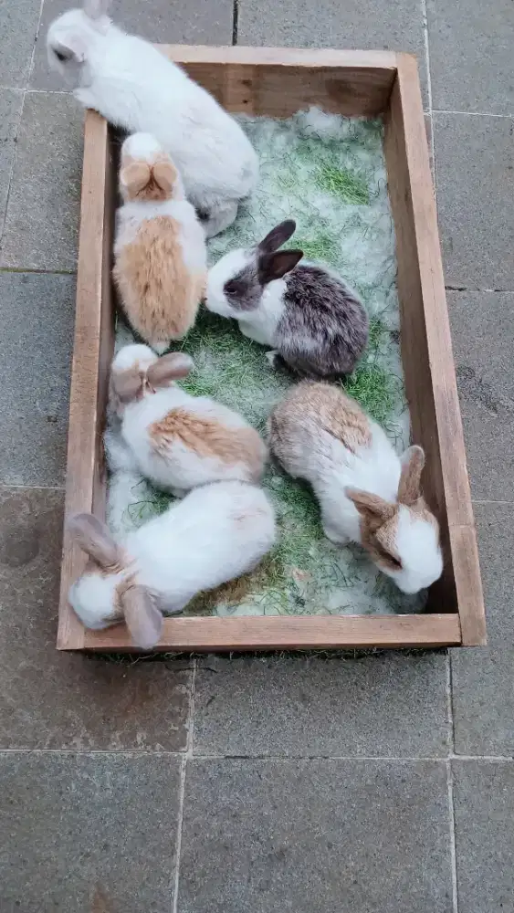 Jual kelinci sehat dan lucu