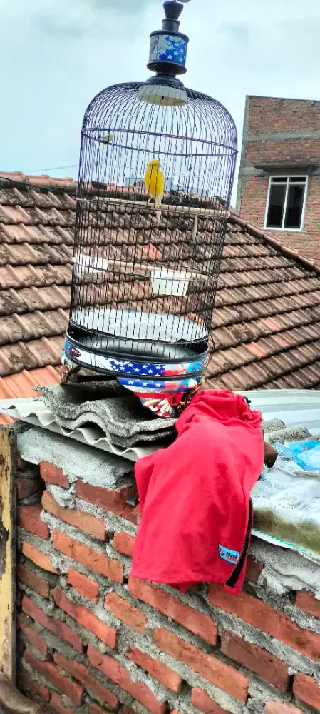 Jual kenari AF bunyi fulset kerojong