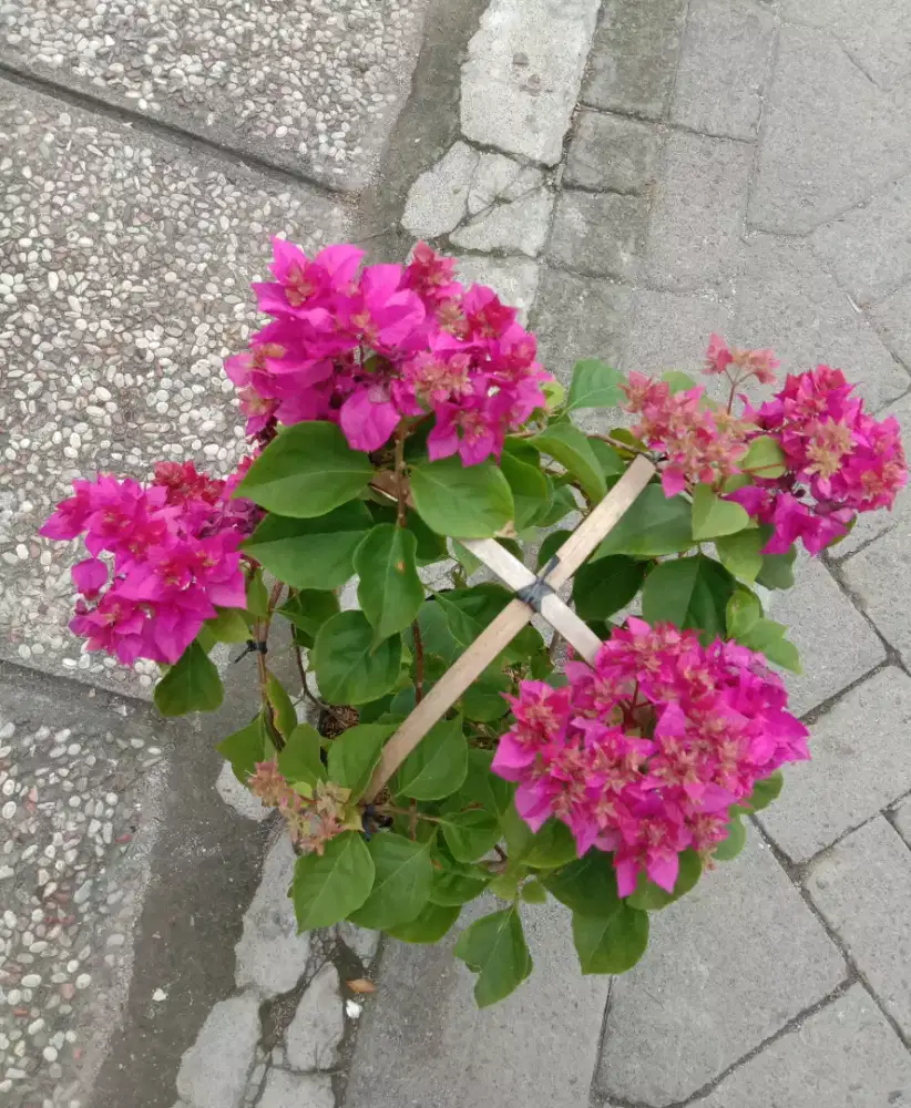 Bougenvile Hawaii Merah Magenta