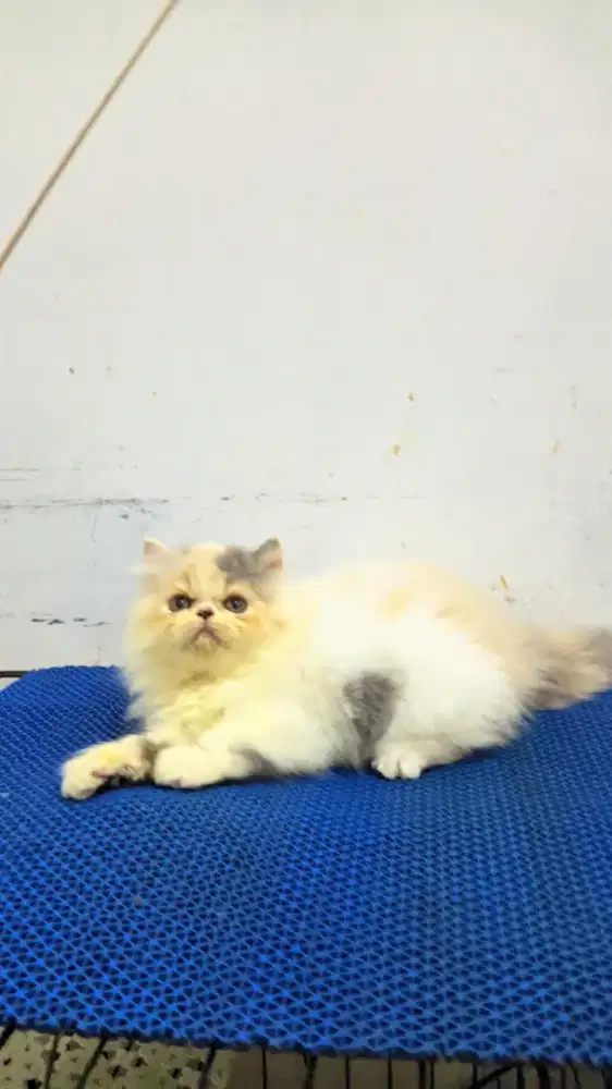 Kucing persia peaknose betina