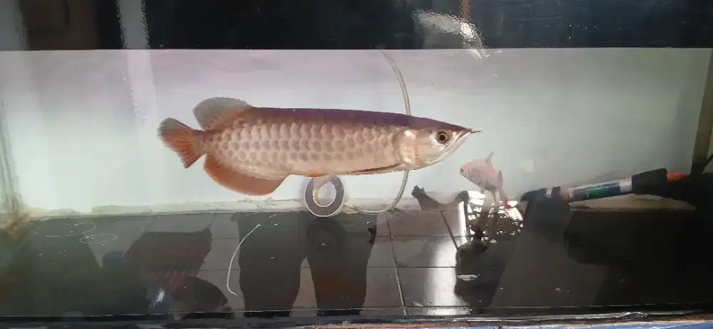 Ikan arwana Golden Red ukuran 20 cm