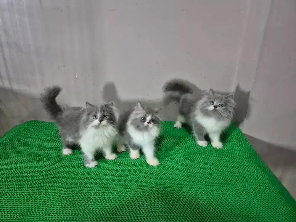 Persia abu putih lucu