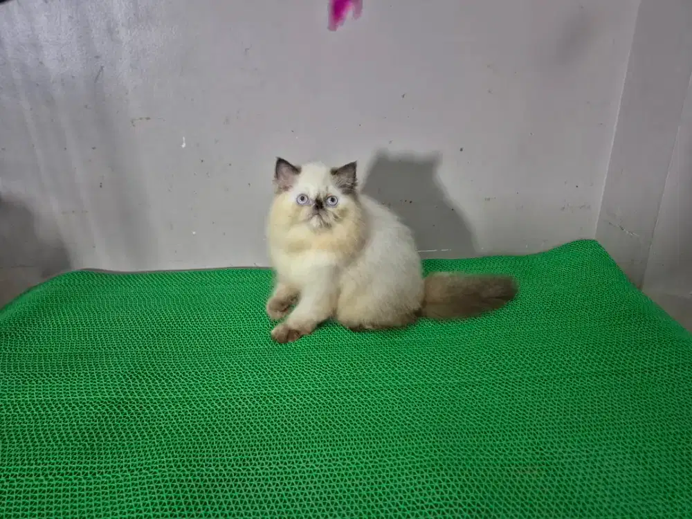 Kucing himalaya lucu betina