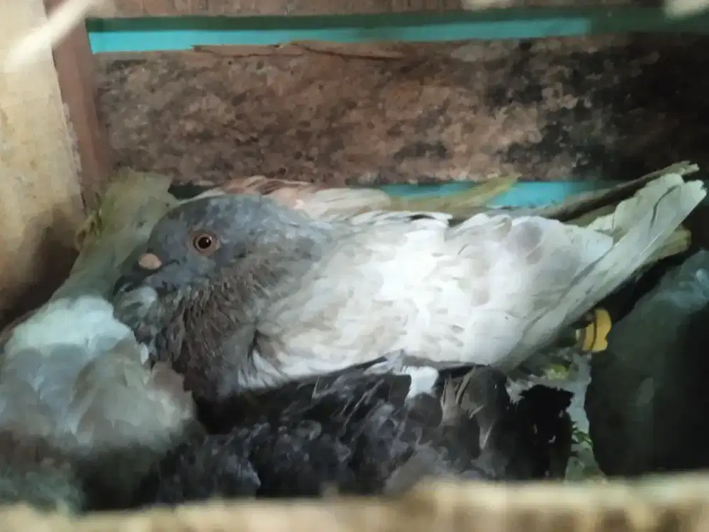 Burung peliharaan ada 5 ekor