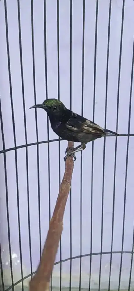 Burung kolibri ninja gacor