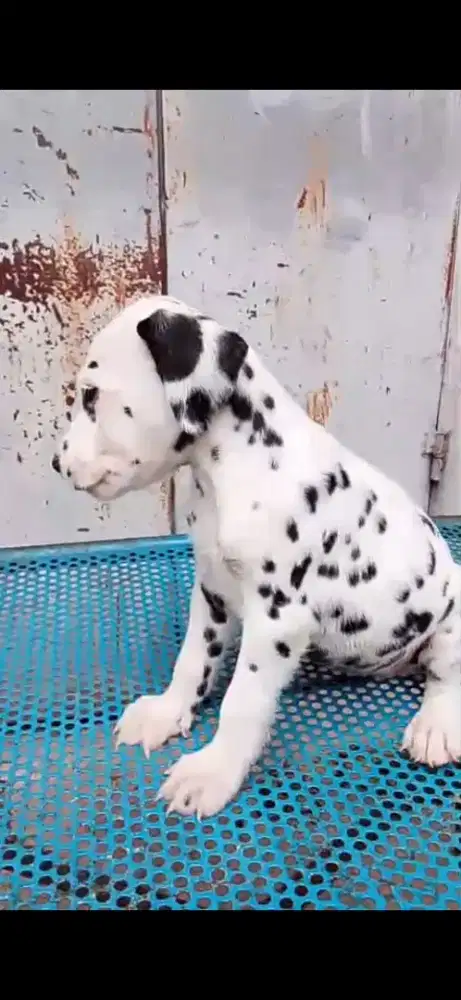 Puppies dalmatian non stb