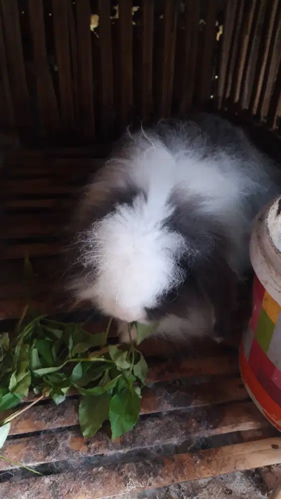 Kelinci indukan holland loop