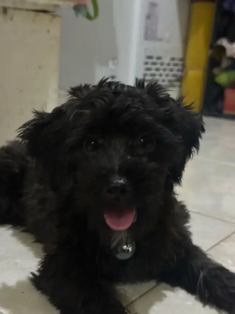 Anakan anjing maltipo jantan hitam mulus