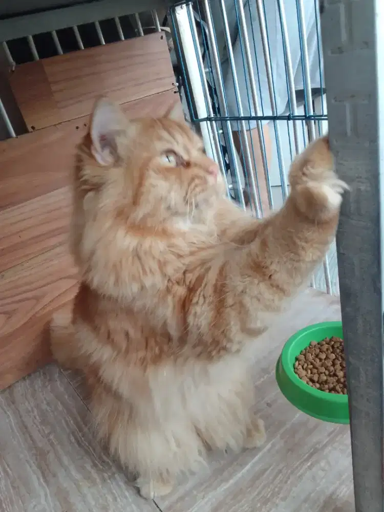 Kucing Persia Medium Super