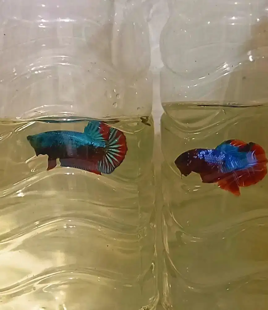 3 pasang ikan cupang giant multi, FCCP, helboy dan avatar hulk