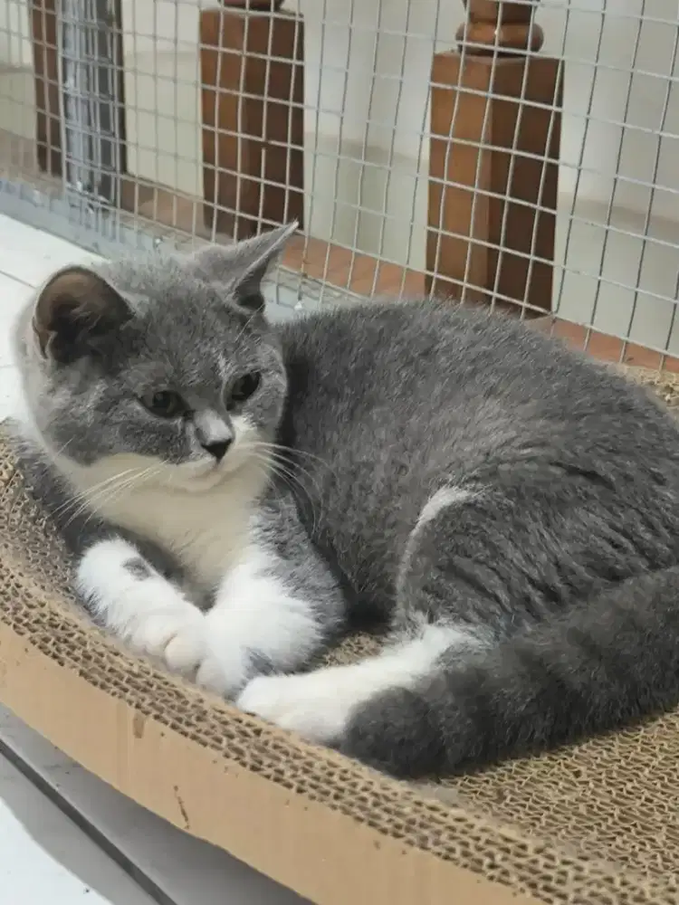 British shorthair bico blue