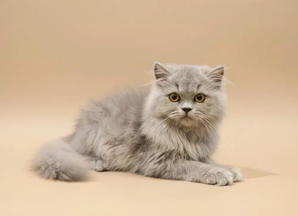 British Long Hair ( BLH ) blue jantan