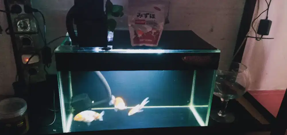 jual aquarium beserta ikan nya