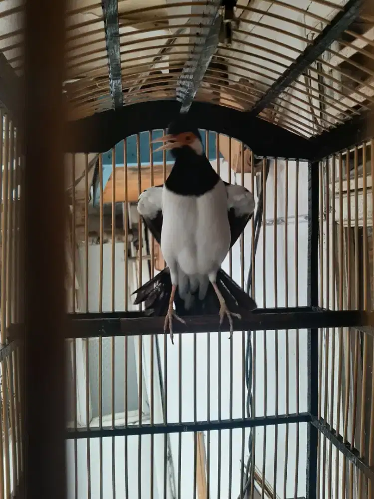 Burung jalak surennn fullset