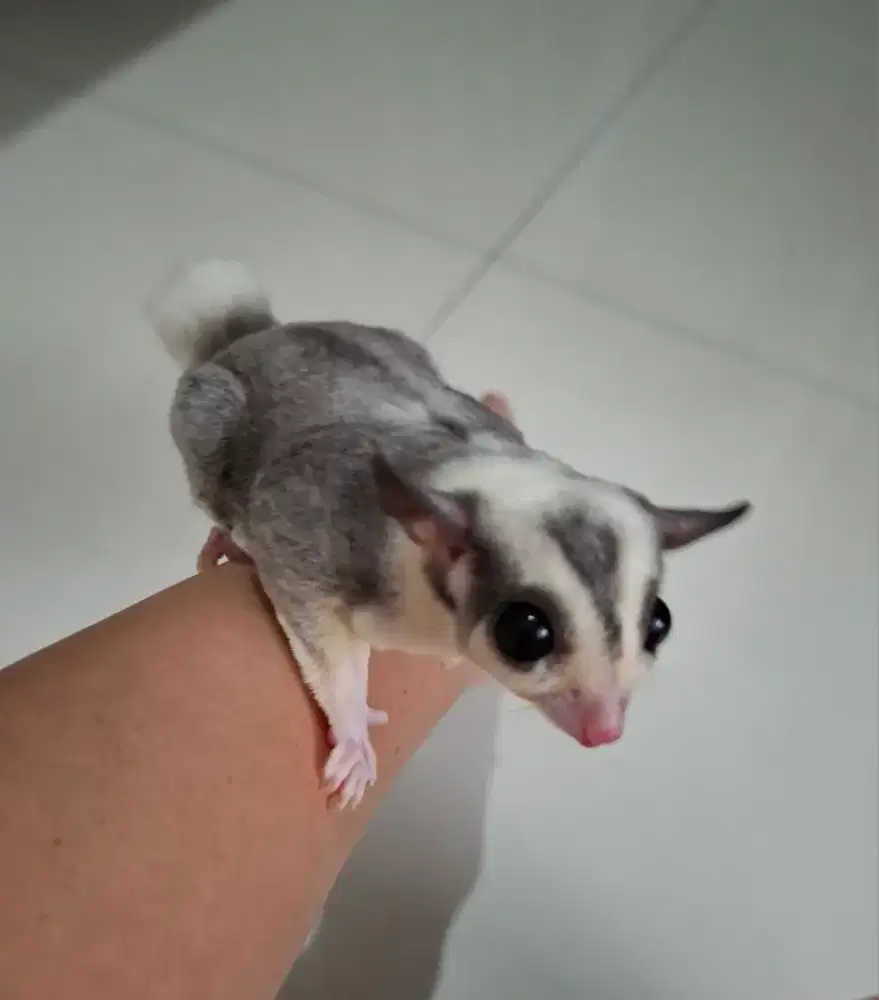 Sugar Glider Mozaic Jantan