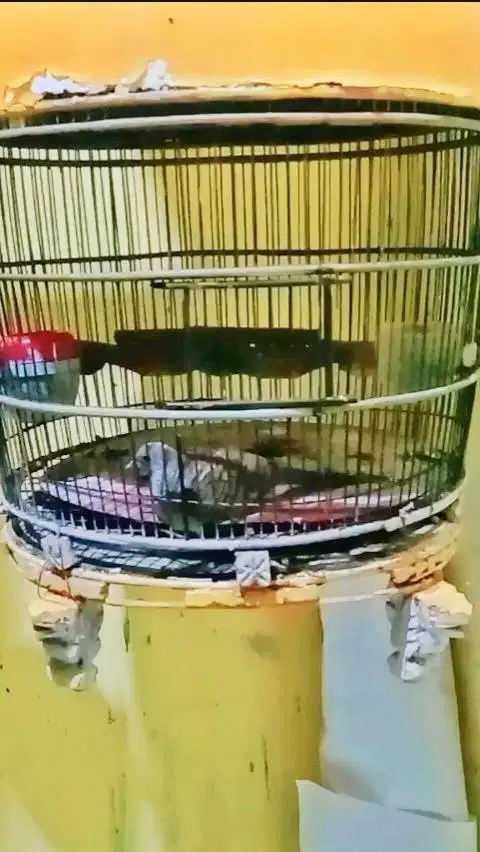 Perkutut jogo boyo sang penjaga pintu asli dari alam vol ok