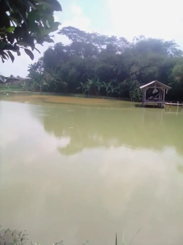 Di jual cepat sebidang Empang(Balong),letak Startegis