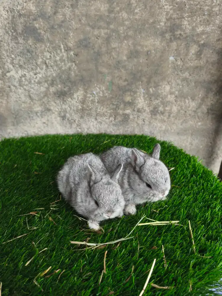 JUAL BERBAGAI MACAM JENIS KELINCI DAN PERLENGKAPAN