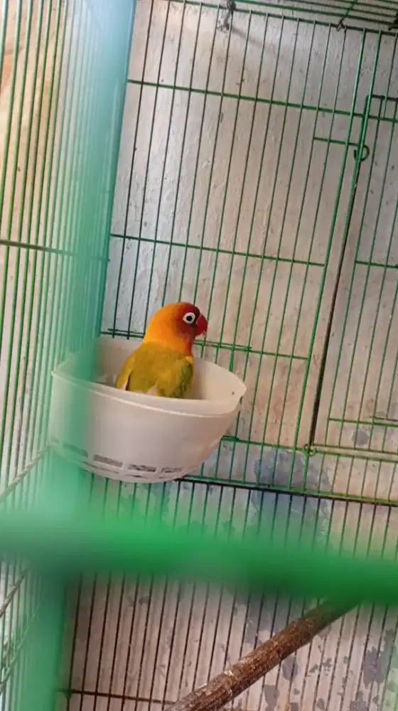 Jual burung lovebird burja