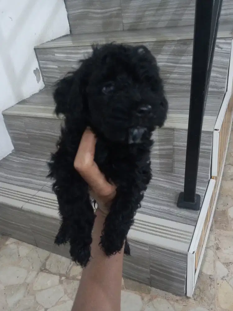 Poodle Hitam dan Coklat