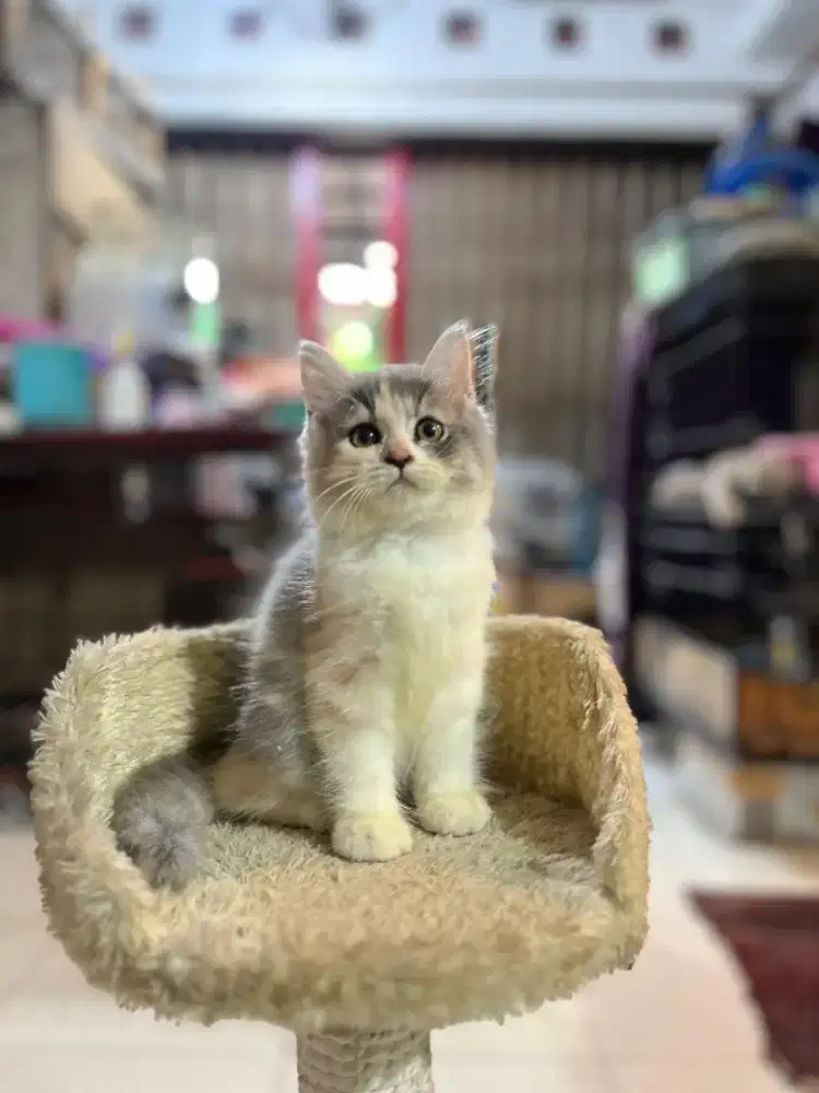 kucing kitten anakan anggora persia himalaya ragdol mainecoon munchkin