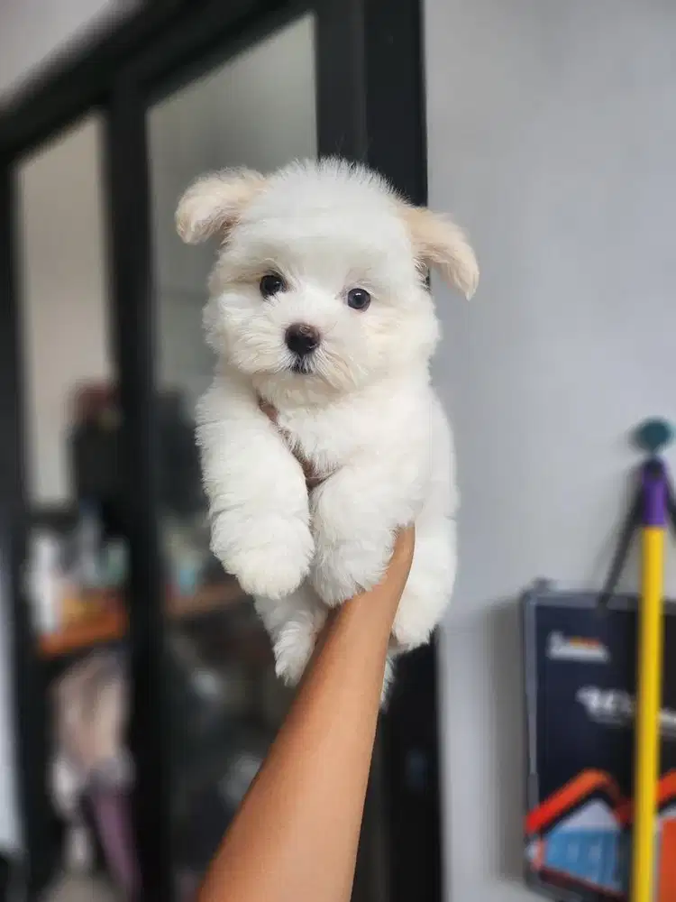 Maltese puppy jantan non stambum