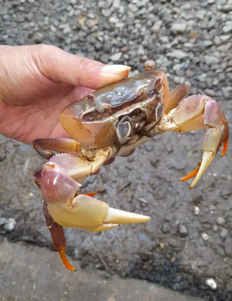 Kepiting Jumbo Carnifex