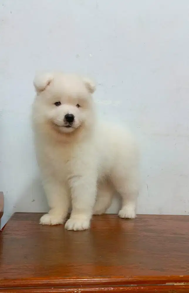 Samoyed jantan puppy stambum