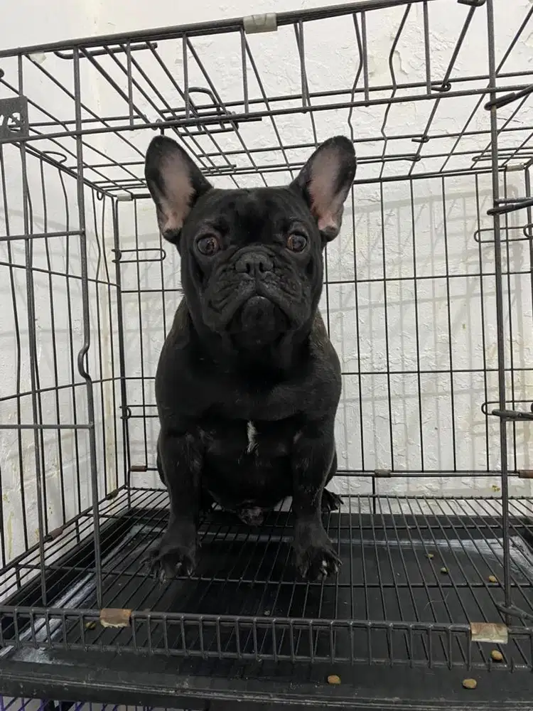 French bulldog jantan anak champion polandia