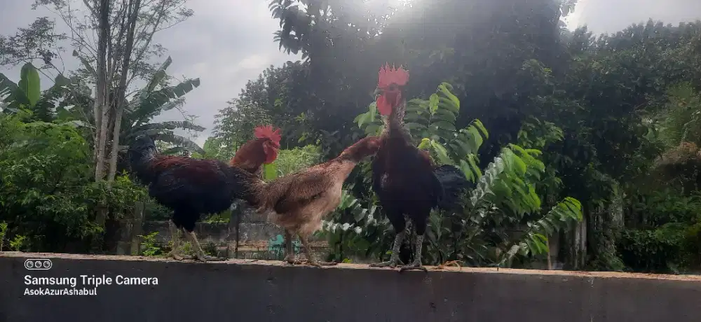 Ayam Pelung Asli Remaja