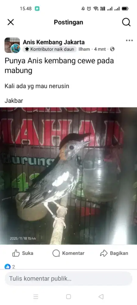 Anis kembang cewe mulus