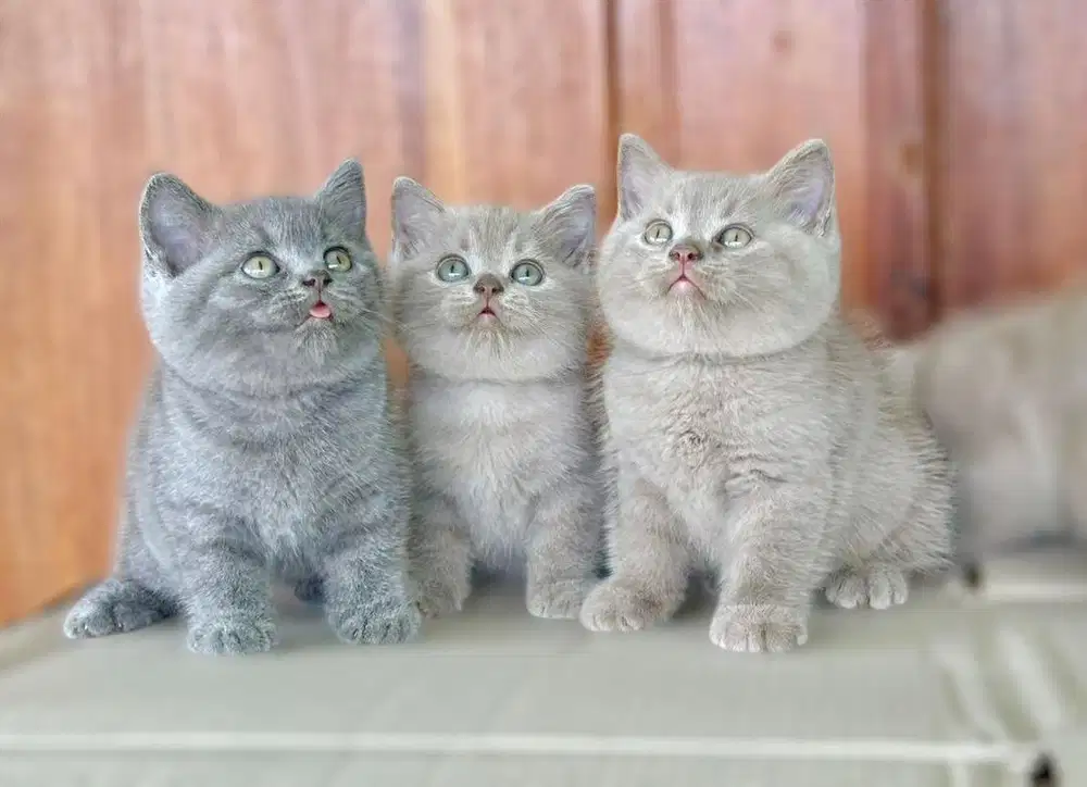 British shorthair
